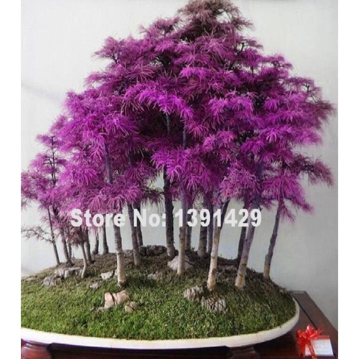 Rare Purple Dawn Redwood Bonsai Tree Daraz Pk