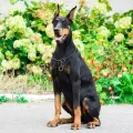 Pet Training Supplies Metal Choke Pet Show Collar Pet Pincher Chain Dog Collar Snake Chain Copper Pinch Collar. 