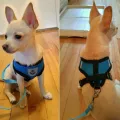 Pet Supplies Chihuahua Pug Bulldog Mesh Fabric Puppy Vest Pet Harness Dog Leash Collar. 