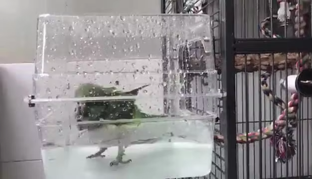 Bird Bath Shower   Bathtub Box  Large Hanging Clear Transparent  Cube   for Parrots  Cage Accessories Bowl