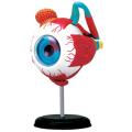 Eyeball 4D Human premium Part Torso Brain Heart Ear Hand Anatomy Body Anatomical Teaching Model. 