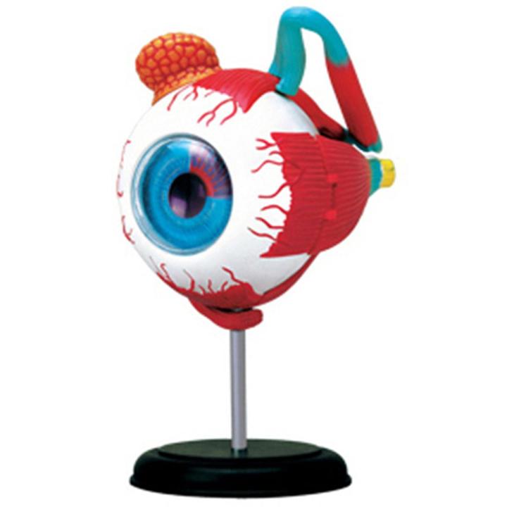 Eyeball 4D Human premium Part Torso Brain Heart Ear Hand Anatomy Body Anatomical Teaching Model