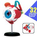 Eyeball 4D Human premium Part Torso Brain Heart Ear Hand Anatomy Body Anatomical Teaching Model. 