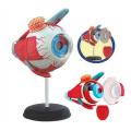 Eyeball 4D Human premium Part Torso Brain Heart Ear Hand Anatomy Body Anatomical Teaching Model. 
