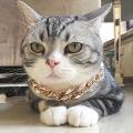 Delivery UNK from UNK MY Adjustable Dog Cat Punk Chain Rantai Kucing Stainless Steel Necklace Pet Safety Collar Accessories. 