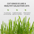 Teekland Natural Cat Grass Planting Kit DIY Anti-hair Ball To Aid Digestion Cat Grass Suit Soilless Lazy Hydroponic Organic Cat Grass. 