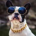 Delivery UNK from UNK MY Adjustable Dog Cat Punk Chain Rantai Kucing Stainless Steel Necklace Pet Safety Collar Accessories. 