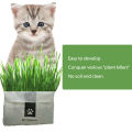 Teekland Natural Cat Grass Planting Kit DIY Anti-hair Ball To Aid Digestion Cat Grass Suit Soilless Lazy Hydroponic Organic Cat Grass. 