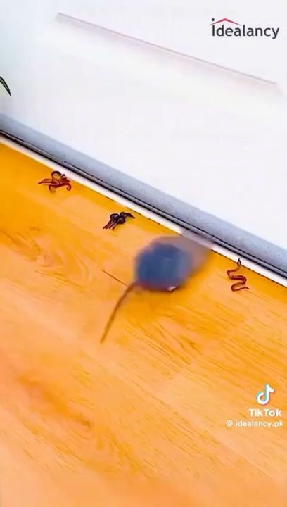 2pcs Dedicated Door Bottom Sealing Strip Under Door Draft Stopper Wind Noise Acustic Foam Blocker Insects Door Stopper Holder 2 Sets