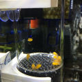40mm Aquarium Cichlids Hatchery Eggs Instead Mouth Brooding Fish Egg Incubator. 