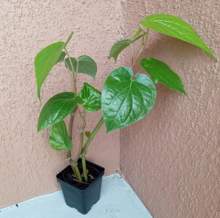 Heyleys Betel 11:09:09:03 NPK Fertilizer High Quality Bulath Pohora ...