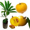 Laulu plant canistel egg fruit plant. 