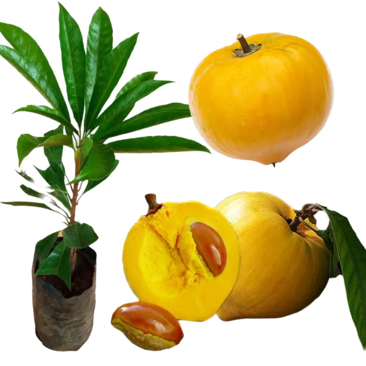 Laulu plant canistel egg fruit plant