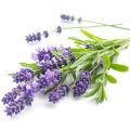 French lavender📌The cheapest 10g.📌20 French lavender seeds🎊French imported🎊Easy grow🌿Beautiful Flower☘️ Very fragrant. 