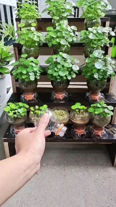 Pennywort%20plant%20indoor%20plant%20and%20outdoor%20plant%20%201%20piece%20-%20Image%206