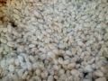cotton seed FH-333,triple gene, 3500/bag (5kg). 