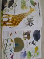 BIG noisy book of animals with fully animated dvd. 