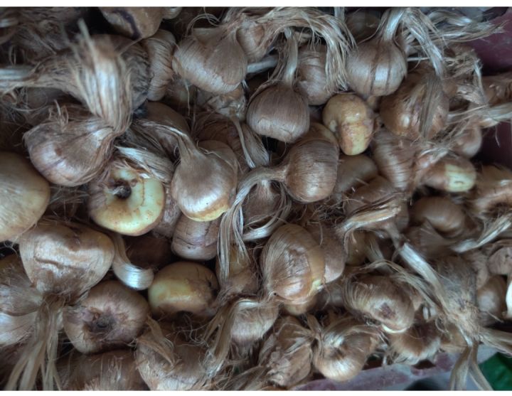 Fresh Import Irani 100% Original Saffron Zafran Bulb or Seeds Active and Germinated Pack of 10