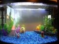 ( 1 Kilo ) Blue Gravels for fish aquarium. 