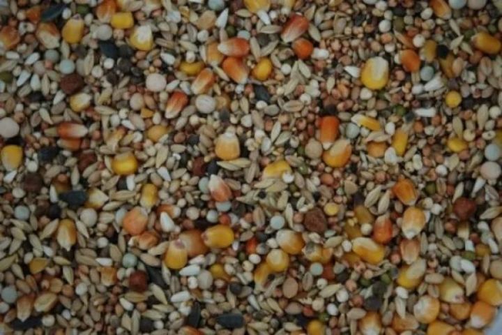 Pigeon feed 1kg
