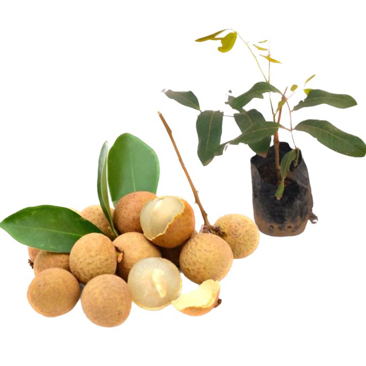 Mora%20plant%20dragons%20eye%20plant%20-%20Image%203