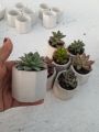 Home decorative cactus vase concrete made(you will got the product according to the cart picture). 