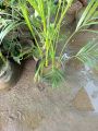 Golden Palm 🌴 plant ornamental About 2 feet Size ornamental indoor. 