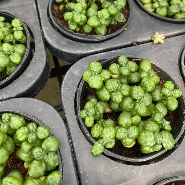 Glass,%20dwarf%20glass,%20auspicious%20glass,%20auspicious%20glass,%20auspicious%20glass%20-%20Image%204