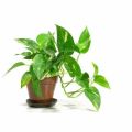 money plant/Lucky plant/indoor plant/pothoes plant. 