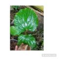 Long pepper-Thippili plant. 