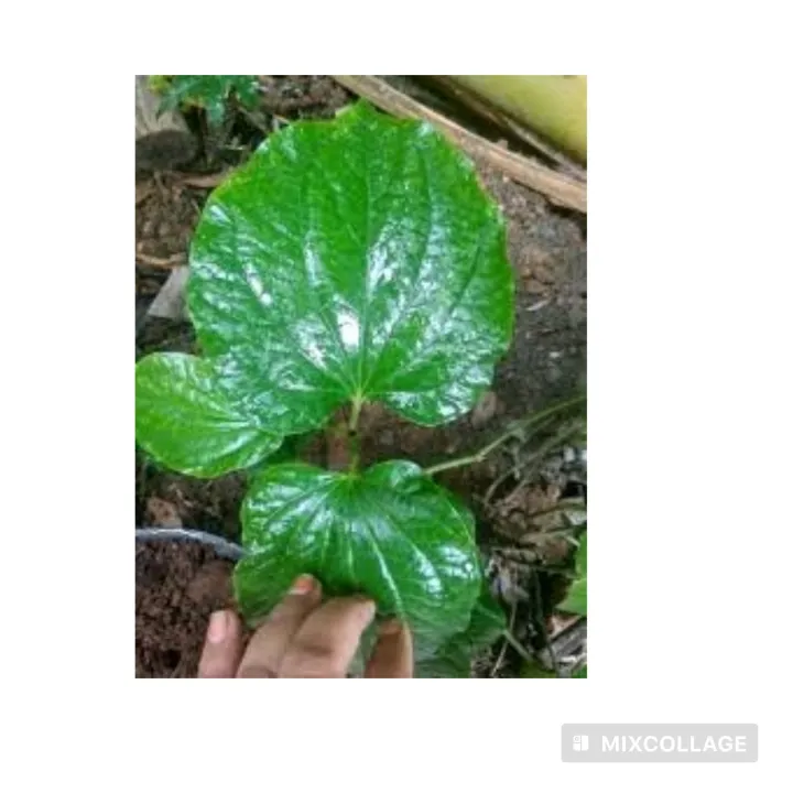 Long%20pepper-Thippili%20plant%20-%20Image%202
