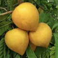 Laulu plant canistel egg fruit plant. 