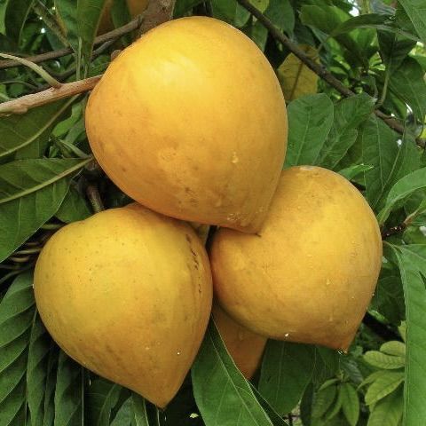 Laulu%20plant%20canistel%20egg%20fruit%20plant%20-%20Image%205