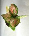 Aglonema Plant/ Indoor Plants pack- 4 plants. 