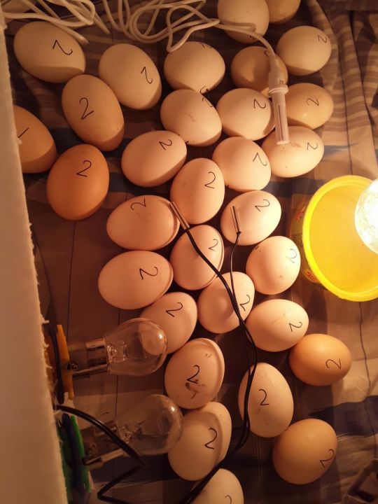 Egg%20Incubator%20100capacity%20(Ac+Dc)%20-%20Image%203