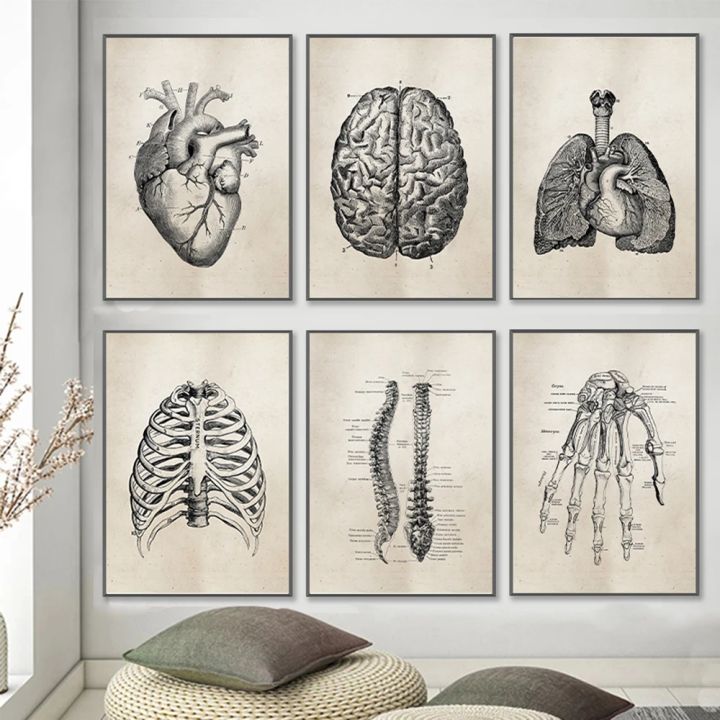 Vintage Human Skeletal Frame Organs Medical Posters Anatomy Muscle ...