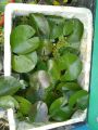 wanavisa water lily 1 matured plant. 