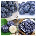 Thai Blueberry Fruit Bonsai Tree Seeds - 10+ Pcs Seeds.