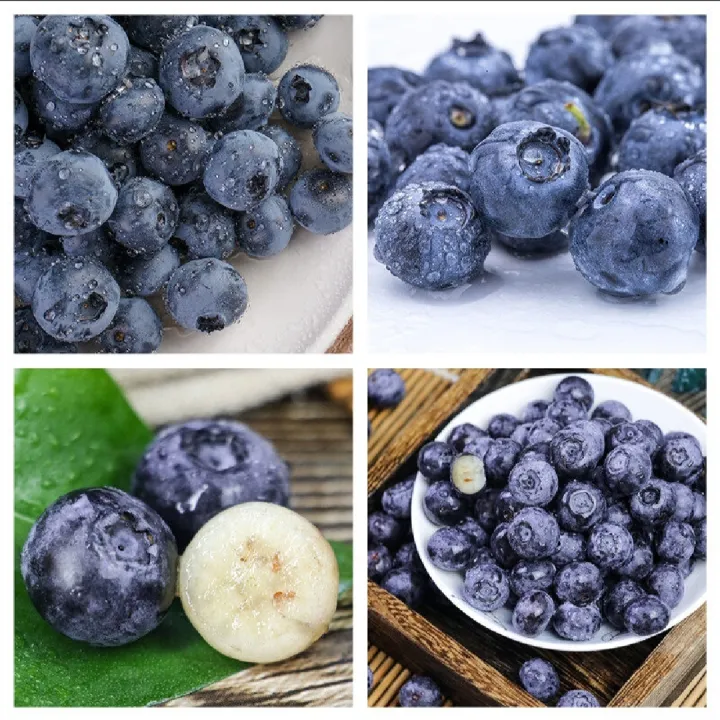 Thai%20Blueberry%20Fruit%20Bonsai%20Tree%20Seeds%20-%2010+%20Pcs%20Seeds%20-%20Image%207