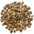 Hemp Seeds | Tukhm e Bhang | Bhang Seeds | 350 gm. 