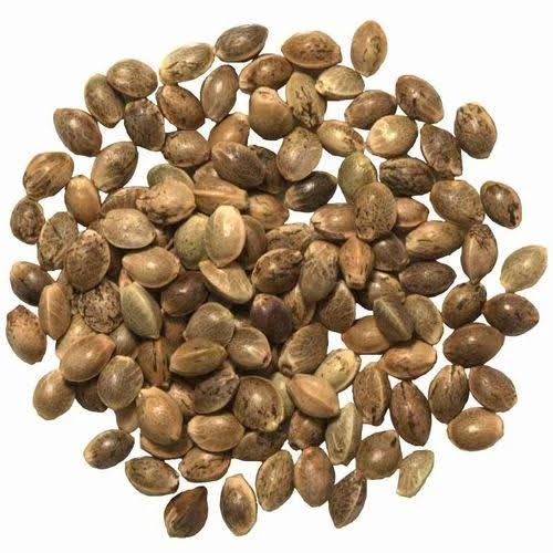 Hemp Seeds | Tukhm e Bhang | Bhang Seeds | 350 gm
