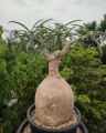 Adenium Nova Tanzania Seeds grown plant.