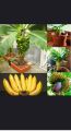 50 pcs/pack dwarf banana seeds can be planted throughout Thailand tree seeds, seeds, fruit plants, rare species, fruit trees, seeds, varieties of fruit, self-cultivation, edible, sweet fruit, Orchard, fruit delicious. 