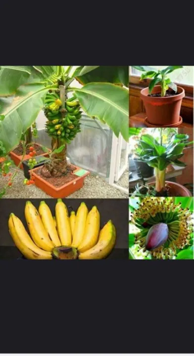50%20pcs/pack%20dwarf%20banana%20seeds%20can%20be%20planted%20throughout%20Thailand%20tree%20seeds,%20seeds,%20fruit%20plants,%20rare%20species,%20fruit%20trees,%20seeds,%20varieties%20of%20fruit,%20self-cultivation,%20edible,%20sweet%20fruit,%20Orchard,%20fruit%20delicious%20-%20Image%202