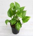 money plant/Lucky plant/indoor plant/pothoes plant. 