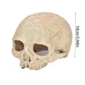 Fish Tank Aquarium Skull Decoration Breeding House Simulation Resin Cranium Statue Spider Scorpion Lizard Shelter Home Ornament. 