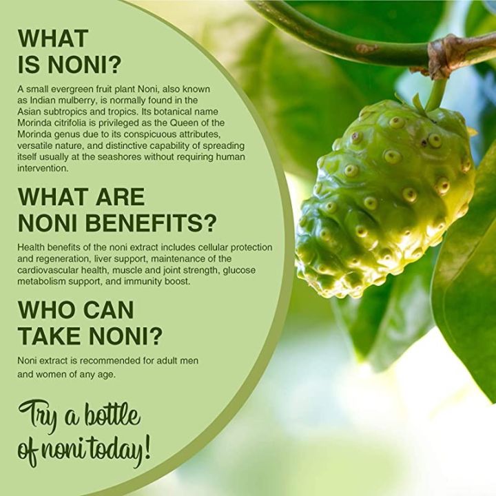 Ahu%20plant%20noni%20fruit%20plant%20-%20Image%202