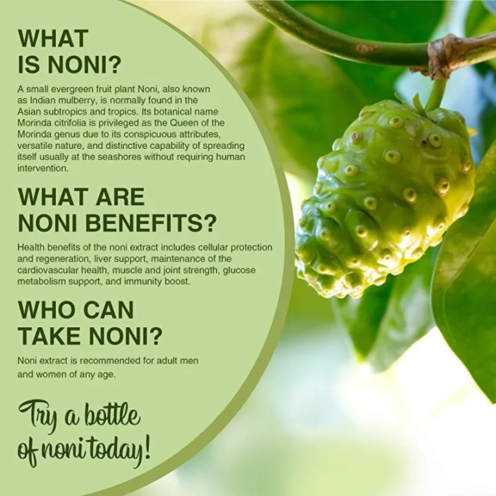 Ahu%20plant%20noni%20fruit%20plant%20-%20Image%202