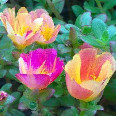 Japan%20Rose%20/%20Portucala%20plant%20(100%20branches..)%20-%20Image%204