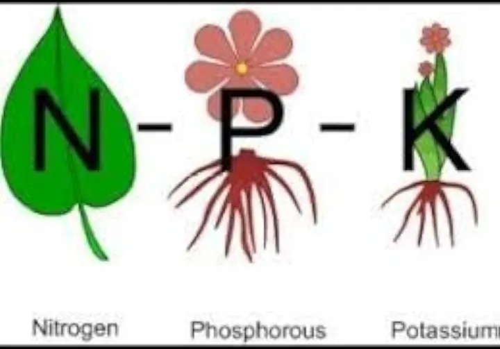 NPK%C2%A0%20Fertilizer%2010%2026%2026%20Plant%20Food%20for%20all%20purposes%C2%A0%20REPACK%2050%20gm%20Water%20Soluble%20Fertilizer%20For%20Plant%20VEGETABLES%20FLOWER%20HYDROPONICS%20and%20FRUITS%C2%A0%20Indian%20npk%20-%20Image%204